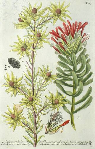 Silberbaumgewächse / Protea - Weinmann - Weinmann - Scolymocephalus seu Conocarpodendron. Scolymocephalus seu Hypophyllocarpodendron