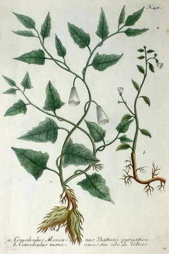 Gemüse - Süßkartoffel. - Batate - Süßkartoffel. - Batate - Convolvulus Mexicanus Battata