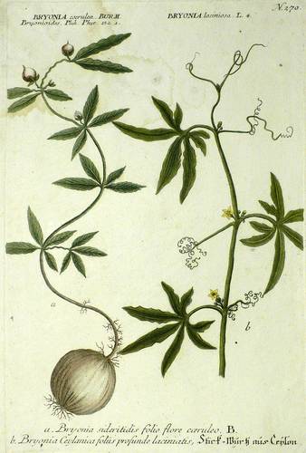 Zaunrüben - Bryonia - Bryonia - Stick-Wurtz aus Ceylon