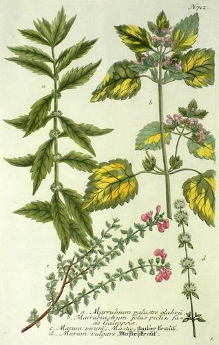 Wildkräuter - Gamander, Andorn & Hohlzahn - Gamander, Andorn & Hohlzahn - Amber-kraut. Mastichkraut