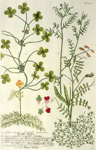 Gemüse - Linsen & Wasserlinsen - Linsen & Wasserlinsen - Grosse Linsen. Linsen. Wassergrütze. Vierblätterichte Linsen. Meer Linsen