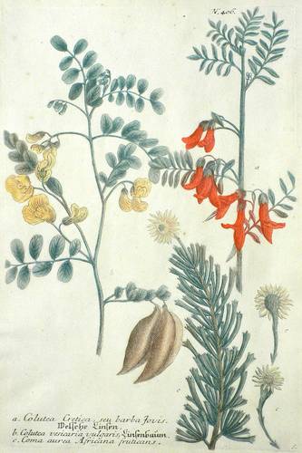 Blasensträucher & Korbblütler - Weinmann - Weinmann - Welsche Linsen. Linsenbaum