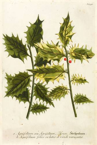 Stechpalmen - Europäische Stechpalme - Europäische Stechpalme - Stechpalmen