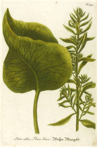 Gemüse - Mangold - Mangold - Poiree blanc. Weißer Mangold