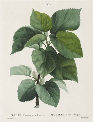 Gehölze - Maulbeerbaum. - Weiße Maulbeere - Maulbeerbaum. - Weiße Maulbeere - Morus Constantinopolitanea. Murier de Constantinople
