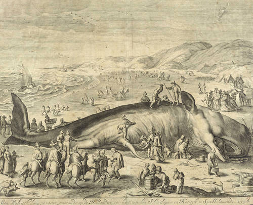 Gouwen, Willem van der -  -  - Der gestrandete Pottwal (Een Walvisch)