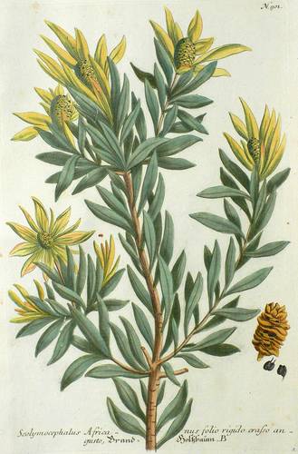 Silberbaumgewächse (Proteaceae) - Brandholzbaum - Brandholzbaum - Brand-Holtzbaum