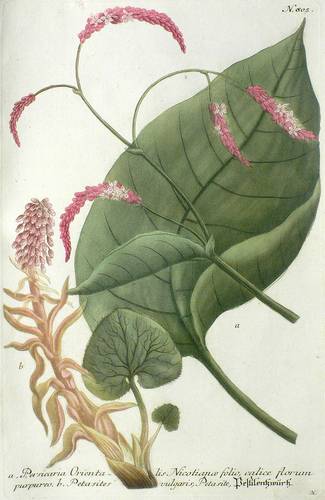 Wildkräuter - Orientalischer Knöterich & Pestwurz - Orientalischer Knöterich & Pestwurz - Pestilentzwurtz