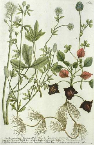 Wildkräuter - Wassernuss, Hasen-Klee & Fieberklee - Wassernuss, Hasen-Klee & Fieberklee - Wasser-Nuss. Hasenkraut. Fieber-Klee