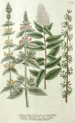 Ziest & Spiersträucher - Weinmann - Weinmann - Leerträubel. Alpen-Kraut