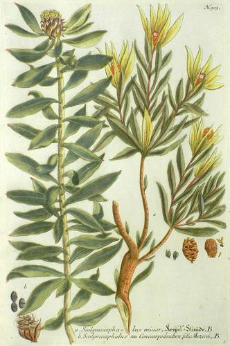 Silberbaumgewächse (Proteaceae) - Weinmann - Weinmann - Krepel-Staude