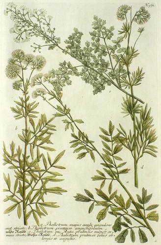 Wildkräuter - Wiesenrauten (Thalictrum) - Wiesenrauten (Thalictrum) - Wilde Raute. Wiesen-Raute