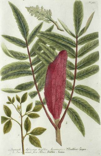 Gehölze - Essigbaum  (Rhus typhina) - Essigbaum  (Rhus typhina) - Maulbeer-feigen. Färber-baum