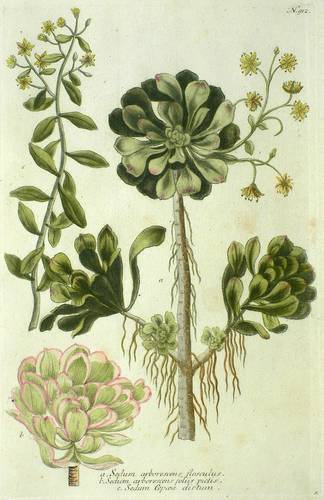 Dickblattgewächse (Crassulaceae) - Sedum - Sedum - Sedum