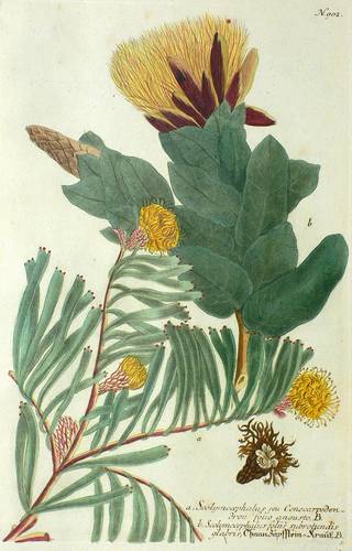 Silberbaumgewächse (Proteaceae) - Weinmann - Weinmann - ThannZäpfflein-Kraut