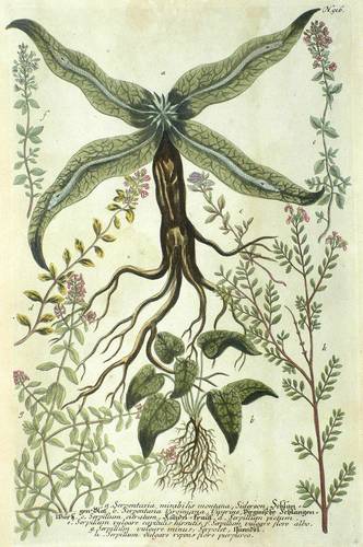 Thymiane (Thymus) - Weinmann - Weinmann - Schlangen-Blat. Virginische Schlangen-Wurtz. Kundel-Kraut. Quendel