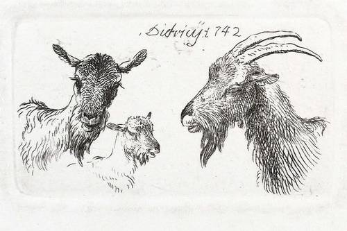 Dietrich, Christan Wilhelm Ernst (Dietricy) -  -  - Tierstudie mit Ziege, Bock und Zicklein