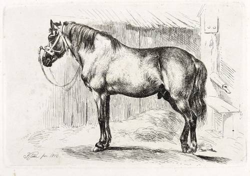 Klein, Johann Adam -  -  - Das Pferd mit dem Kappzaum