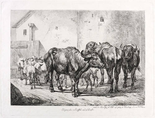 Klein, Johann Adam -  -  - Ungarische Büffel und Schaafe