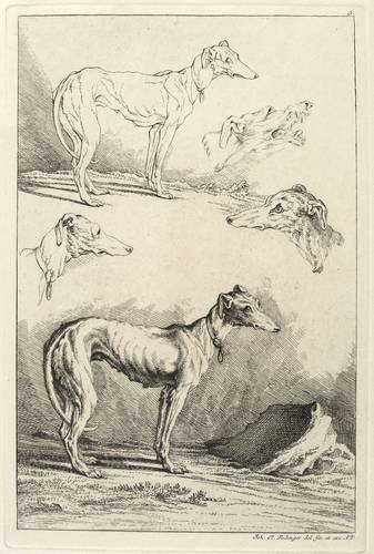 Hunde - Windhunde - Windhunde - Drei Köpfe und eine ganze Figur von Windhunden