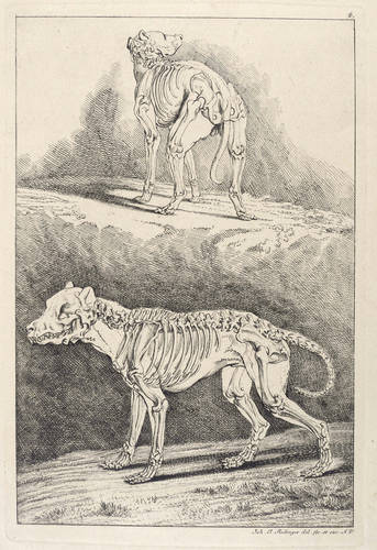 Hunde - Anatomie - Anatomie - Zwei Skelette von Hunden, eins von hinten, das andere von der Seite zu sehen, mit Umrissen der ganzen Figur
