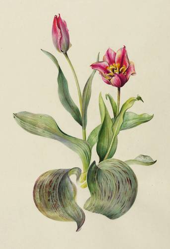 Zierpflanzen - Tulpen. - Greig-Tulpe - Tulpen. - Greig-Tulpe - Tulipa Greigii