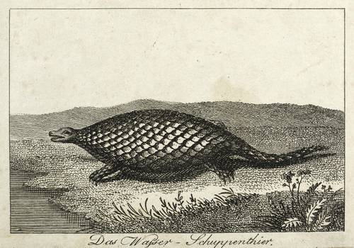 Schuppentiere - Testudo squamata Bontii - Testudo squamata Bontii - Das Wasser-Schuppenthier