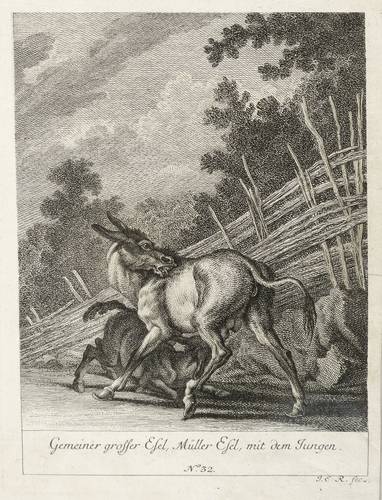 Ridinger, Johann Elias -  -  - Gemeiner grosser Esel, Müller Esel, mit dem Jungen