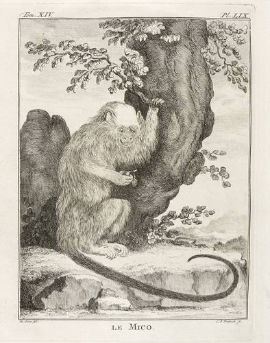 Seidenäffchen - Christian Friedrich Fritzsch - Christian Friedrich Fritzsch - Le Mico