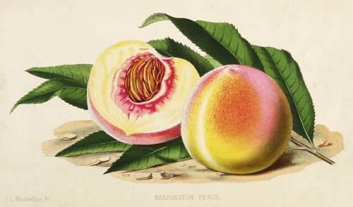 Obst - Pfirsich - Pfirsich - Barrington. Peach