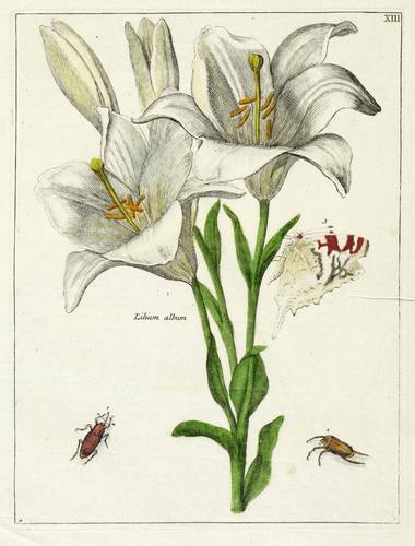 Liliengewächse - Madonnen-Lilie - Madonnen-Lilie - Lilium album