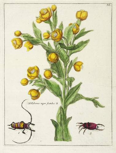 Hahnenfußgewächse - Christrose - Christrose - Helleborus niger foetidus B