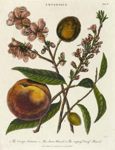 Obst - Nektarine & Mandel - Nektarine & Mandel - 1. The Orange Nectarine. 2. The Sweet Almond. 3. The creeping Dwars Almond