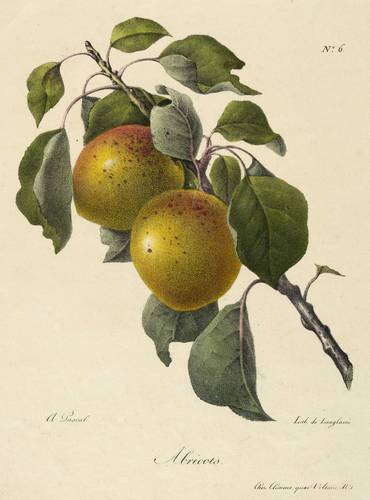 Obst - Aprikosen - Aprikosen - Abricots