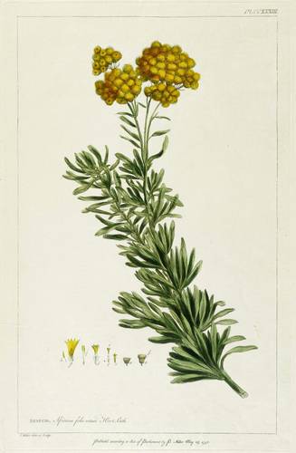 Korbblütler - Nidorella foetida - Nidorella foetida - Senecio, Africanus folio retuso Hort. Cath.