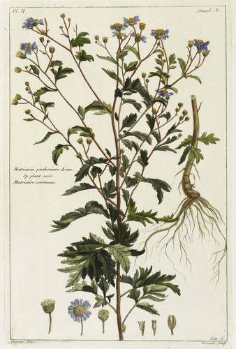 Korbblütler - Mutterkraut (Tanacetum parthenium) - Mutterkraut (Tanacetum parthenium) - Matricaria parthenium. Inn. sp, plant. 1255, Matricaire commune