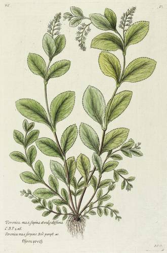 Wegerichgewächse - Ehrenpreis (Veronica) - Ehrenpreis (Veronica) - Veronica mas, supina et vulgatissima C.B.P [...] Veronica mas serpens. Dod. pempt. [...] Ehrenpreiß