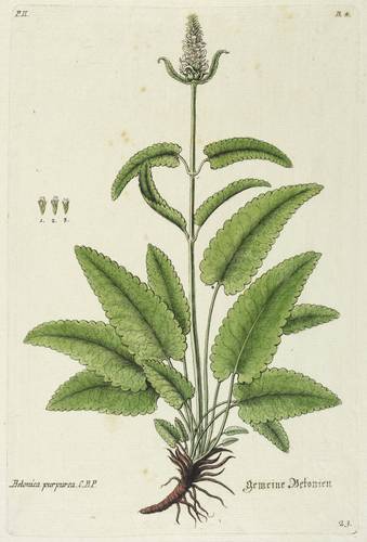 Lippenblütler - Echte Betonie (Betonica officinalis) - Echte Betonie (Betonica officinalis) - Betonica purpurea. C.B.P. Gemeine Betonien