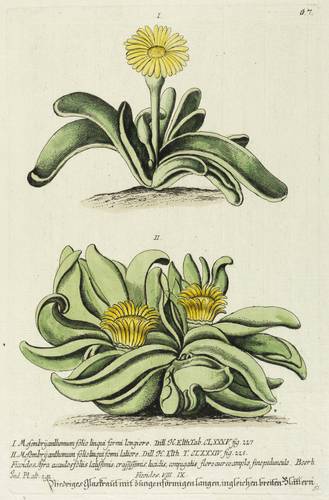 Mittagsblumengewächse - Mesembryanthemum - Mesembryanthemum - I. Mesembryanthemum folio linqui [...] Niedriges Glaskraut mit zungenförmigern langen, ingleichen breiten Blättern