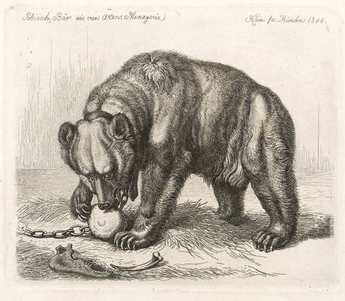 Klein, Johann Adam -  -  - Polnischer Bär aus van Akens Menagerie