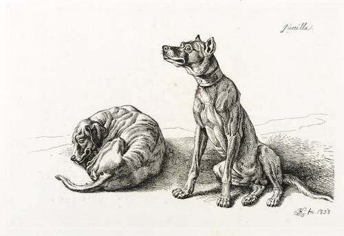 Hunde - Jagdhunde - Jagdhunde - Guerilla (Zwei Jagdhunde)