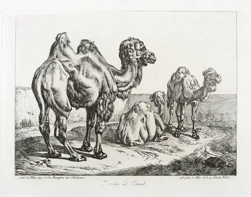 Kamele - Trampeltier & Dromedar - Trampeltier & Dromedar - Dromedar und Cameel