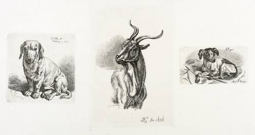 Klein, Johann Adam - Drei Radierungen - Drei Radierungen - Dachshund. Vordertheil einer Ziege. Allegro