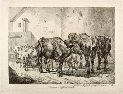 Klein, Johann Adam -  -  - Ungarische Büffel und Schaafe