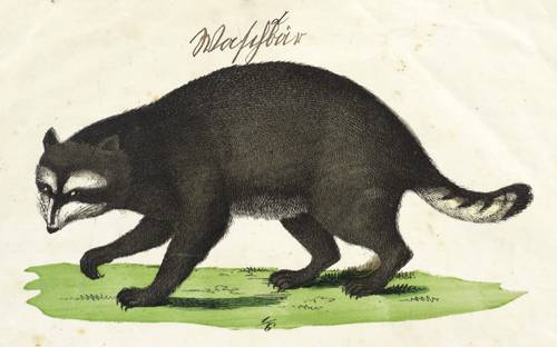 Kleinbären - Waschbär - Waschbär - Waschbär