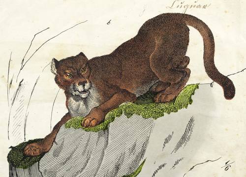 Katzen - Puma - Puma - Cugar