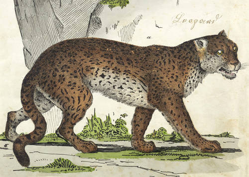 Katzen - Leopard - Leopard - Leopard