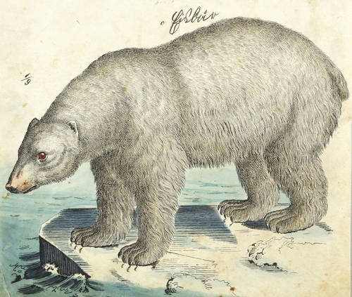 Bären - Eisbär - Eisbär - Eisbär