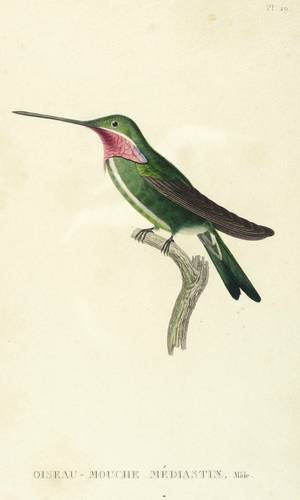 Vögel - Kolibri. - Violettkehlkolibri - Kolibri. - Violettkehlkolibri - Oiseau-mouche mediastin, Mâle