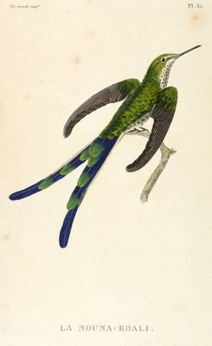 Vögel - Kolibri. - Grünschwanzsylphe - Kolibri. - Grünschwanzsylphe - La Nouna-Koali